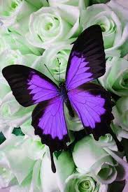 Beautiful Black And Purple Butterfly Pin By Betty B On Animal Paintings On Black Canvas Beautiful Butterflies Blue Butterfly Butterfly