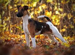 Image result for foxterier drsnosrstý