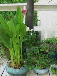 The baby bulbs are ready for planting right away. Almost Free Plants Forest Garden