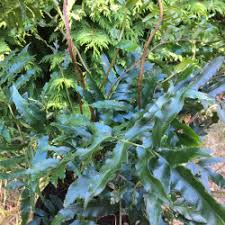 Image result for Blechnum tabulare