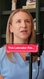 Just typical Labrador behavior 🐶 #veterinarians #veterinariansontiktok  #vetmed #vetmedlife