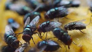 We did not find results for: Alasan Lalat Susah Dipukul Berita Aneh Dan Unik Terbaru