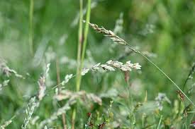 Image result for Eragrostis porosa