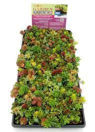 Learn how to prevent stretching and how to fix succulents that are already stretched out. Sedum Tiles Available At Lowe S Sedum Garden Drought Tolerant Plants Garden Tiles