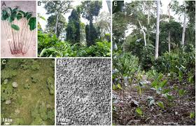 Image result for Sarcophrynium brachystachyum