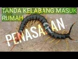Begitupun saat hendak masuk ke kamar mamanya, ia bermaksud melakukannya dengan pelan, agar tidak membangunkan mamanya. Tanda Kelabang Masuk Rumah Youtube