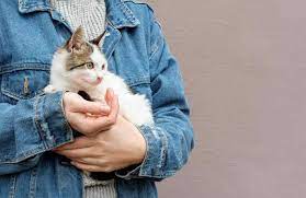 Maybe you would like to learn more about one of these? 7 Bahaya Bulu Kucing Dan Risiko Lainnya Doktersehat