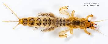 Image result for Ephemeridae