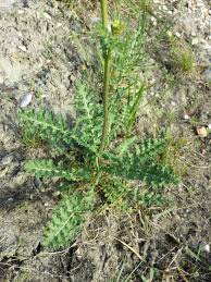 Image result for Erucastrum