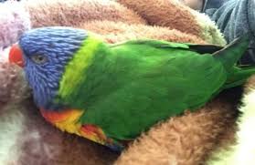 Lost A Beloved Rainbow Lorikeet Rainbow Cameron Park Little Babies