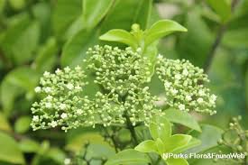Image result for Psychotria succulenta