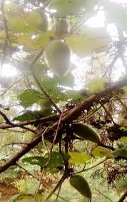 Image result for Peponium vogelii