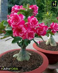 Maybe you would like to learn more about one of these? Rose Craft Triple Petal Dark Rose White Adenium Bonsai Plant Code Hmrc Flowering Plant Harvyora