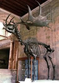 The Irish Deer Or Giant Deer Was A Species Of Megaloceros And One Of The Largest Deer That Ever Lived Dinosaur Fossils Prehistoric Creatures Animal Skeletons
