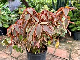 Image result for Acalypha paucifolia