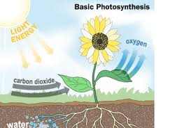 We did not find results for: Photosynthesis And Cellular Respiration On Flowvella Presentation Software For Mac Ipad And Iphone