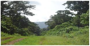 Image result for Garcinia huillensis