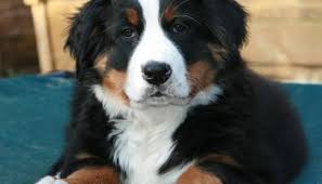 May 19, 2021 · chihuahua puppies are tiny, curious and brimming with energy. The 7 Best Bernedoodle Breeders In New England Ne 2021 Labradoodle Home