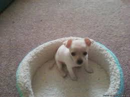 Look at pictures of chihuahua puppies who need a home. Puppies For Sale In Arkansas Petfinder