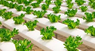 And garnishes are necessary to the salad making process. 30 Interesting And Fun Facts About Salad