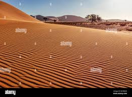 Image result for Cyphostemma hermannioides