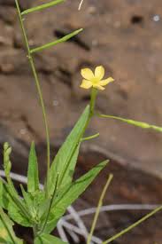Image result for Tricliceras lanceolatum