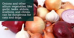 A wide variety of garlic and onions options are available to you, such as cultivation type, style. Can Cats Eat Onions Culinarylore Com