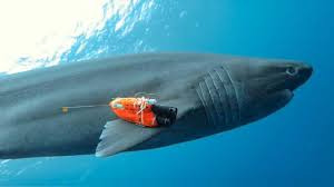 deep sea sharks show surprising