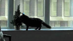 24 Tumblr Funny Cat Videos Funny Cats Cat Gif