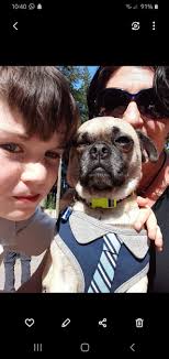 Just joined... here is Rocky, he is a 4 year old Chug and best friends with  my 7 year old