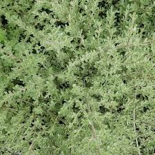 Image result for Cyperus kirkii