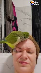 Rescue Parrot Refuses Let Mom Take A Bath Without Him