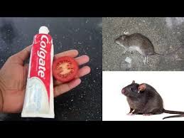 magic colgate and tomato kill rats within 10 minutes home remedy mr maker youtube in 2021 rodent repellent rats mouse trap diy