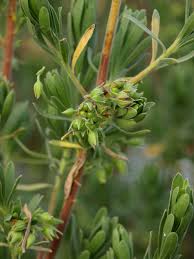 Image result for Surianaceae