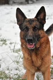 Reservations now being accepted for our spring litters! European German Shepherds For Your Family World Class Champion Bloodlines Veteran Owned Puppies Available No German Shepherd Puppies German Shepard Puppies