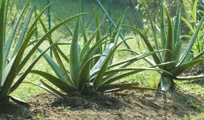 Aloe vera bitkisi genel olarak çöl iklimine sahip olan sıcak bölgelerde, özellikle batı hint adalarında ve amerika kıtasının güneybatısında yetişir. Aloe Vera Nasil Yetistirilir Is Te Kobi