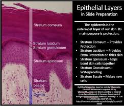 4 types of cells are found here: The Epidermis Rio Scientist Cindy