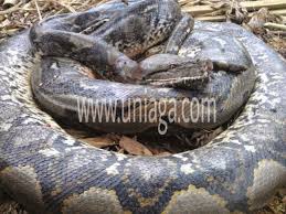 Ota yhteys sivuun petua halau tikus di rumah liittymällä facebookiin tänään. Benarkah Ular Takut Dengan Najis Angsa Uniaga Aviary