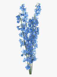 Large collections of hd transparent flower png images for free download. Sky Blue Flower Png Transparent Png Kindpng