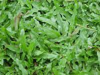 Dalam vidio ini di tampilkan 5 jenis bunga rumput liar yang saya temui di hutan tropis papua. Pembekal Rumput Malaysia Jenis Rumput