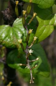 Image result for Dioscorea sylvatica