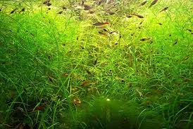 Guppy Grass Grass Care Aquarium Grass Aquascape