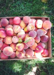 Summer Southern Peaches Can Hardly Wait Peach Fruit Farm