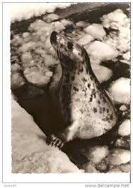 5k Fauna Seal Seadog Aus Dem Zoologischen Garten Rostock Old Photo Foto By Siegfried Seifert Item Number 167380194 I 2020