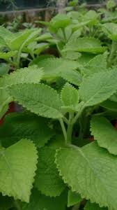 Image result for Coleus amboinicus
