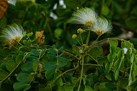 Image result for Albizia versicolor