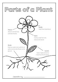 Parts of a plant coloring page. Free Parts Of A Plant Colouring Printable Parts Of A Plant Parts Of A Flower Flower Coloring Sheets
