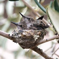 Hummingbirds can be an excellent learning experience for your children. Baby Hummingbirds Outgrowing Their Nest Photograph By Susan Wiedmann