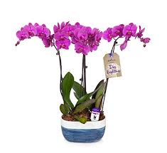 Our gardening and lawn care tips, tricks and ideas will help you create the outdoor oasis you've always wanted. Amazon Com Hallmark Flowers Flower Plant 10 Inch Orchid Color Purple Grocery Gourmet Food