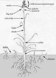 Provide The Vocabulary Needed To Identify Grasses Warm Season Grass Grass Species Grass